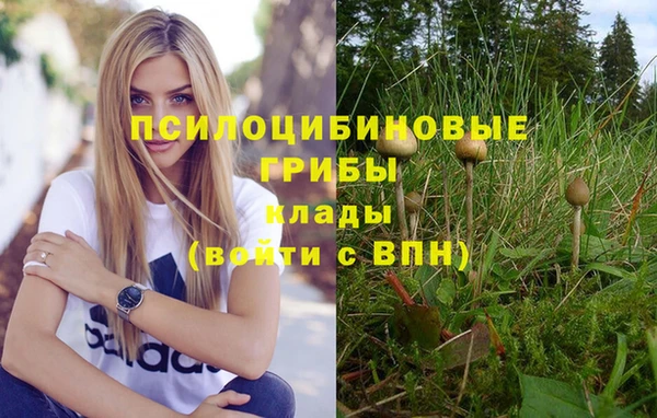 шишки Арсеньев